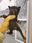Gatinhos Filhotes 