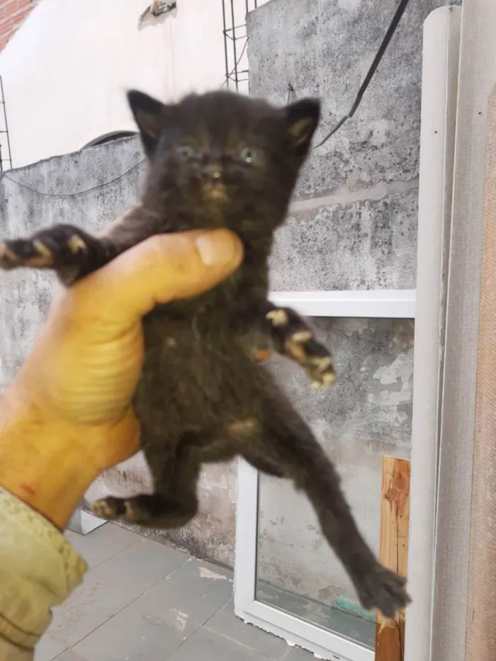 Gato raça  idade 2 a 6 meses nome Gatinhos Filhotes 