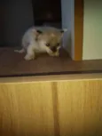 Gatinhos Filhotes 