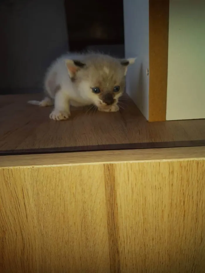 Gato raça  idade 2 a 6 meses nome Gatinhos Filhotes 
