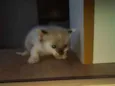 Gatinhos Filhotes 