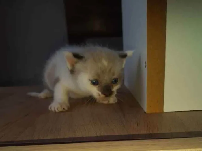 Gato raça  idade 2 a 6 meses nome Gatinhos Filhotes 