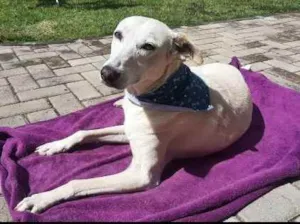 Cachorro raça  idade 6 ou mais anos nome Eva