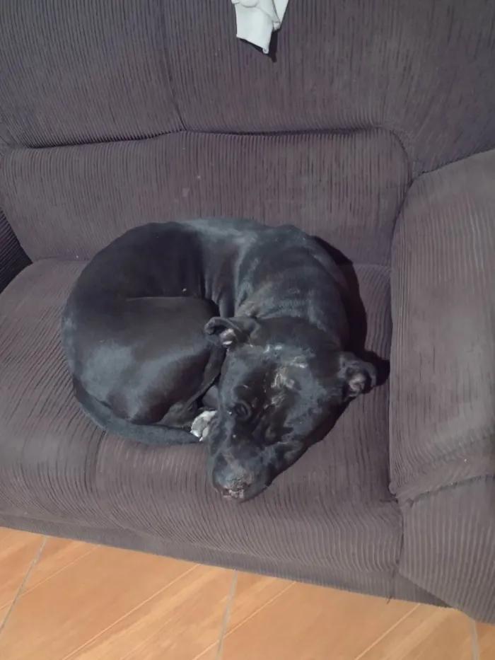Cachorro raça Pit Bull/American bully  idade 2 anos nome Luke