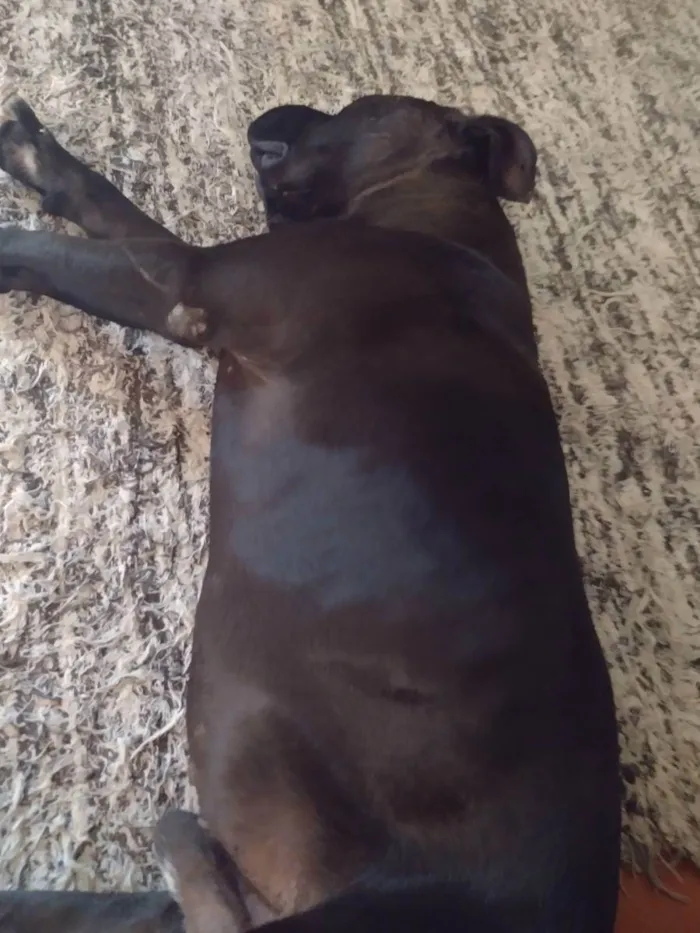 Cachorro raça Pit Bull/American bully  idade 2 anos nome Luke