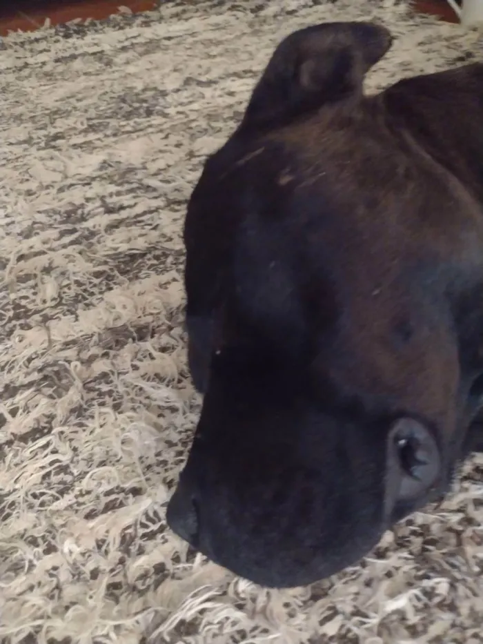 Cachorro raça Pit Bull/American bully  idade 2 anos nome Luke