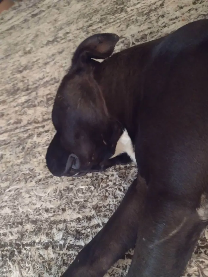 Cachorro raça Pit Bull/American bully  idade 2 anos nome Luke