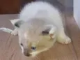 Gatinhos Filhotes 