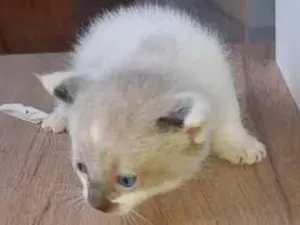 Gato raça  idade 2 a 6 meses nome Gatinhos Filhotes 