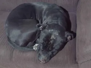 Cachorro raça Pit Bull/American bully  idade 2 anos nome Luke