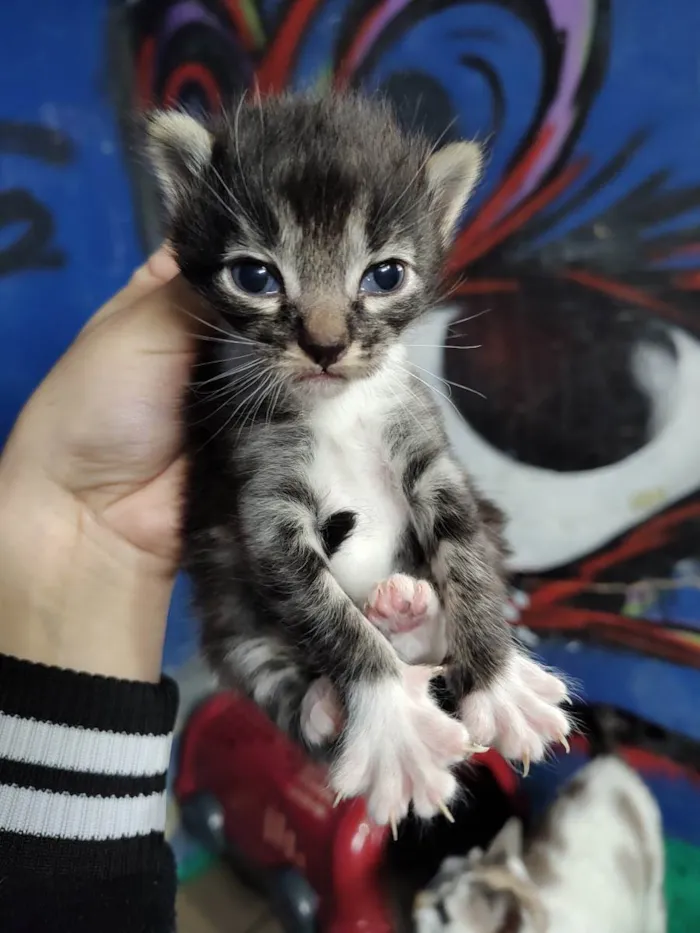 Gato ra a Srd idade Abaixo de 2 meses nome Edwiges 