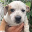 Cachorro raça SRD idade Abaixo de 2 meses nome Sem Nome