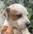 Cachorro raça SRD idade Abaixo de 2 meses nome Sem Nome