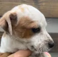 Cachorro raça SRD idade Abaixo de 2 meses nome Sem Nome