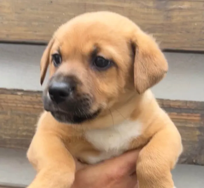 Cachorro raça SRD idade Abaixo de 2 meses nome Sem Nome