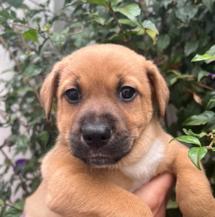 Cachorro raça SRD idade Abaixo de 2 meses nome Sem Nome