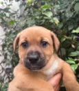 Cachorro raça SRD idade Abaixo de 2 meses nome Sem Nome