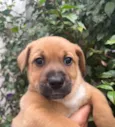 Cachorro raça SRD idade Abaixo de 2 meses nome Sem Nome
