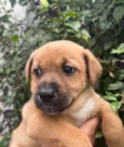 Cachorro raça SRD idade Abaixo de 2 meses nome Sem Nome