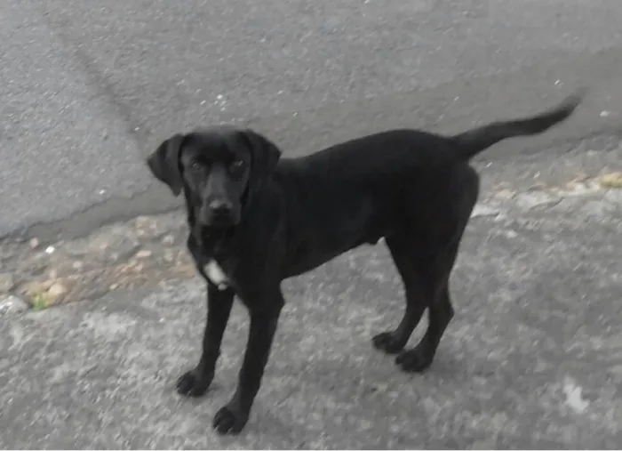 Cachorro ra a SRD idade 7 a 11 meses nome PRETINHO