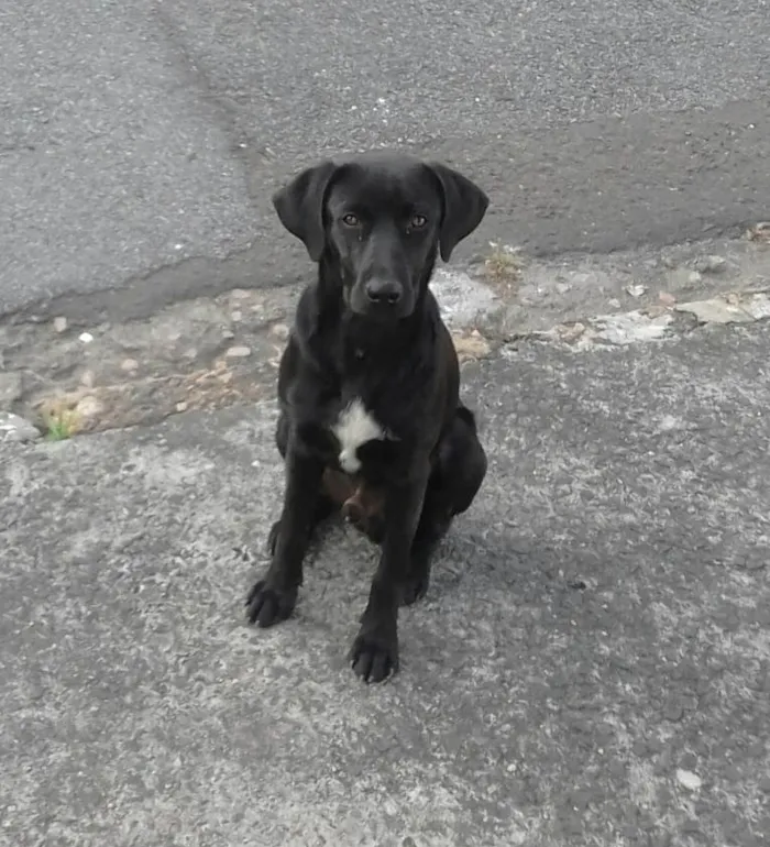 Cachorro ra a SRD idade 7 a 11 meses nome PRETINHO