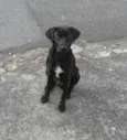 PRETINHO