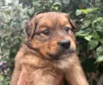 Cachorro raça SRD  idade Abaixo de 2 meses nome Sem Nome