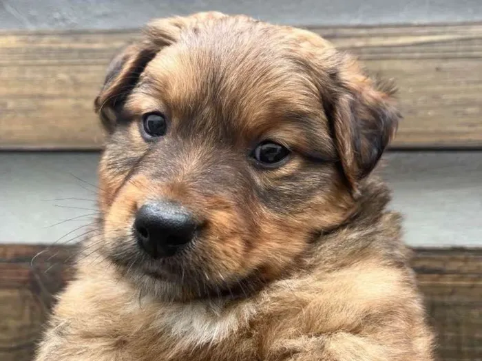 Cachorro raça SRD  idade Abaixo de 2 meses nome Sem Nome