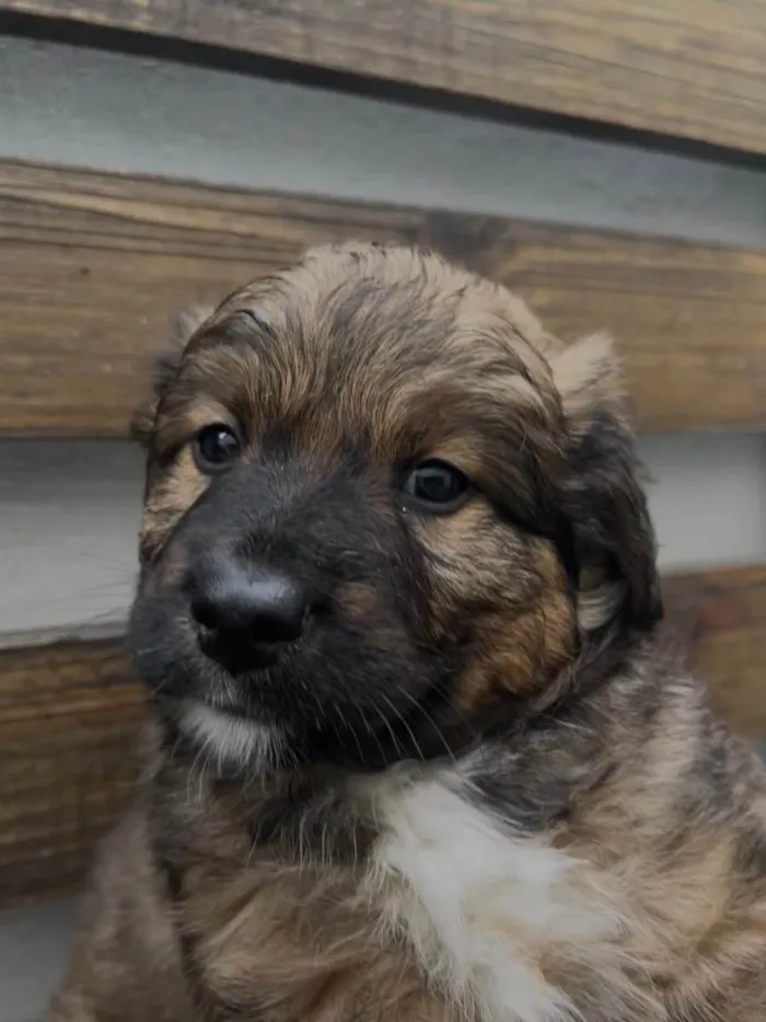 Cachorro raça SRD  idade Abaixo de 2 meses nome Sem Nome