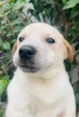 Cachorro raça SRD  idade Abaixo de 2 meses nome Sem Nome