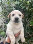Cachorro raça SRD  idade Abaixo de 2 meses nome Sem Nome