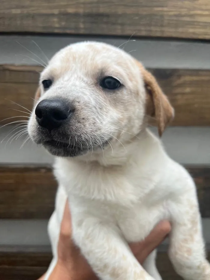 Cachorro raça SRD  idade Abaixo de 2 meses nome Sem Nome