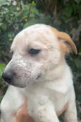 Cachorro raça SRD  idade Abaixo de 2 meses nome Sem Nome