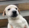 Cachorro raça SRD  idade Abaixo de 2 meses nome Sem Nome