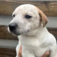 Cachorro raça SRD  idade Abaixo de 2 meses nome Sem Nome