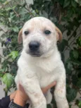 Cachorro raça SRD  idade Abaixo de 2 meses nome Sem Nome