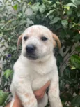 Cachorro raça SRD  idade Abaixo de 2 meses nome Sem Nome