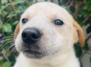Cachorro raça SRD  idade Abaixo de 2 meses nome Sem Nome