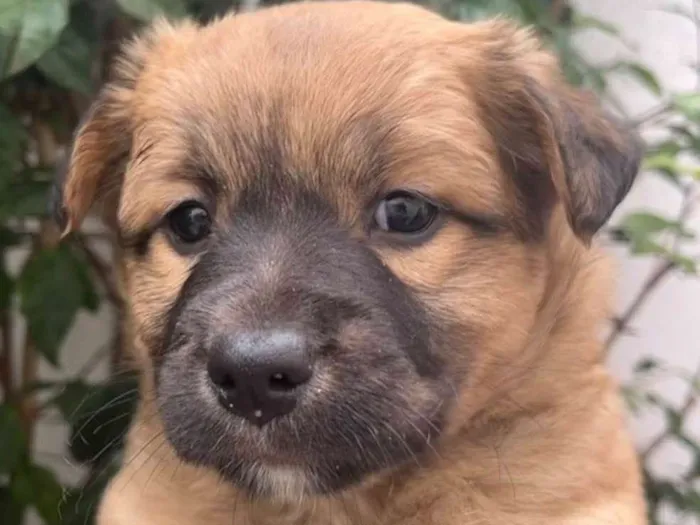 Cachorro raça SRD  idade Abaixo de 2 meses nome Sem Nome