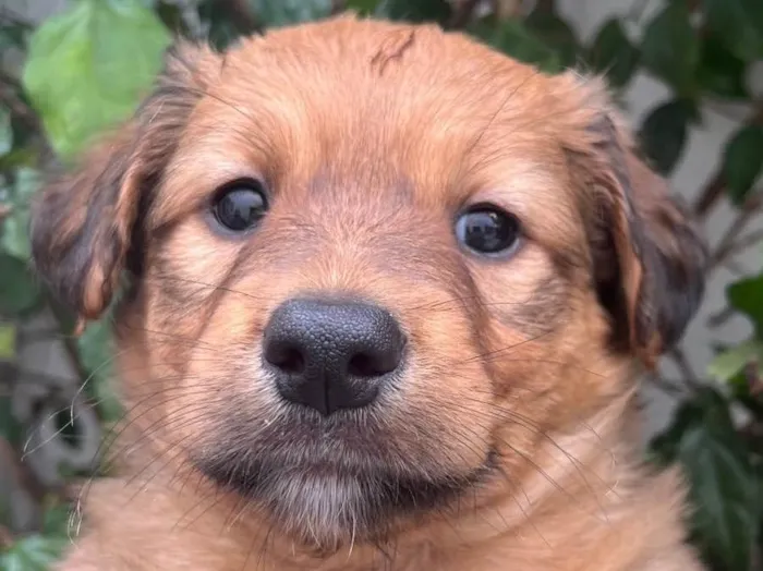 Cachorro raça SRD  idade Abaixo de 2 meses nome Sem Nome