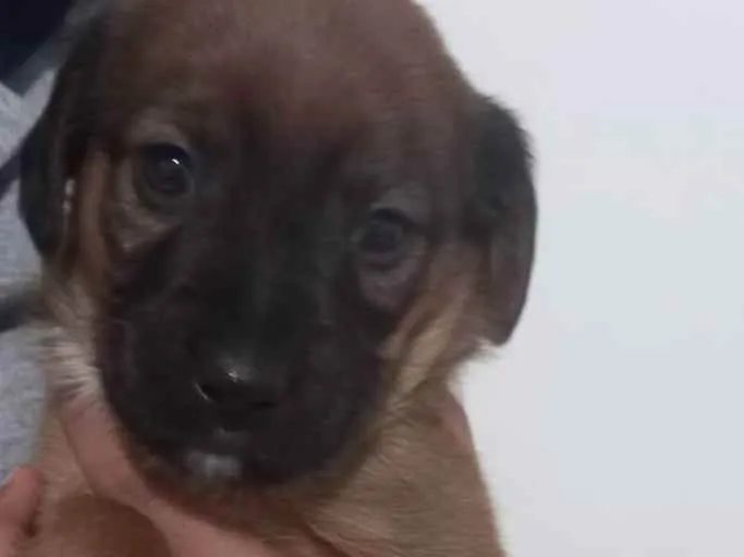 Cachorro ra a RND idade Abaixo de 2 meses nome Bili