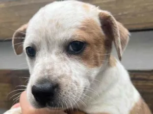 Cachorro raça SRD idade Abaixo de 2 meses nome Sem Nome