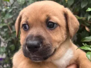 Cachorro raça SRD idade Abaixo de 2 meses nome Sem Nome