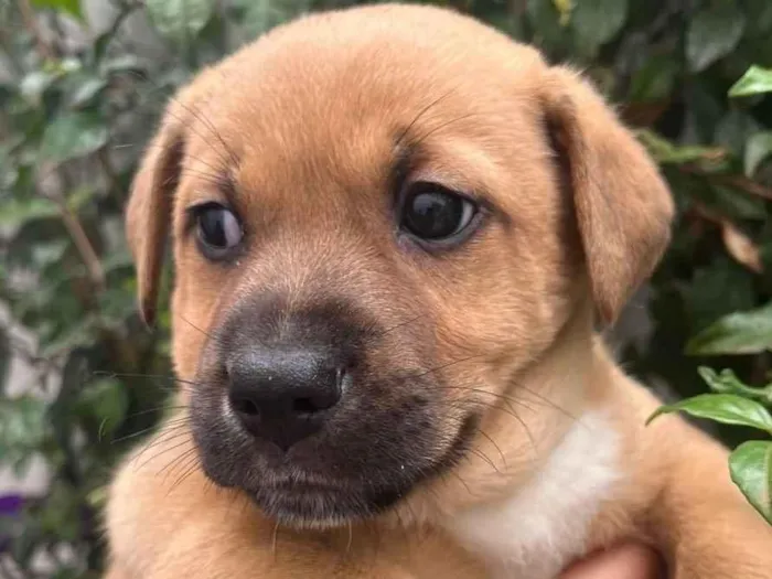Cachorro raça SRD idade Abaixo de 2 meses nome Sem Nome