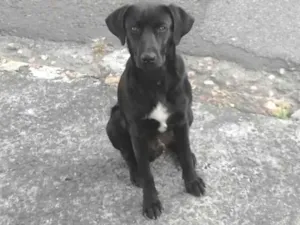 Cachorro raça SRD idade 7 a 11 meses nome PRETINHO