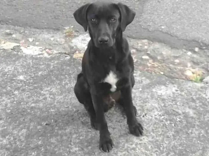 Cachorro ra a SRD idade 7 a 11 meses nome PRETINHO