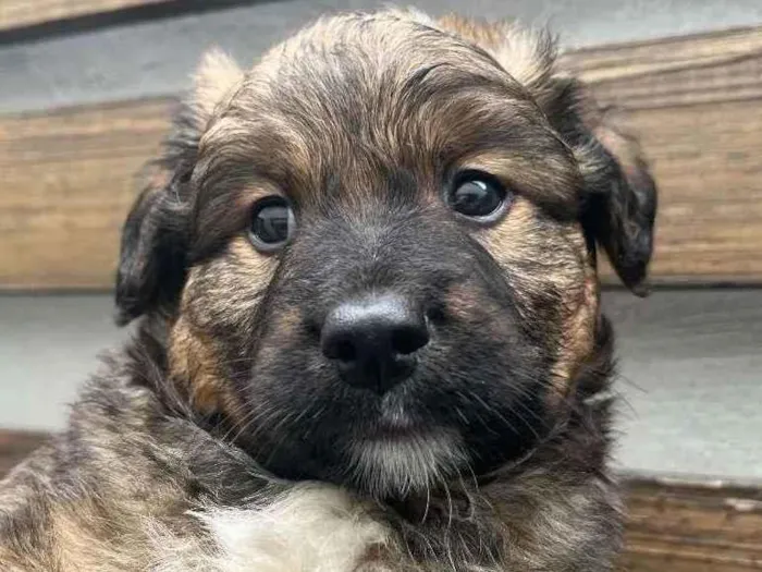 Cachorro raça SRD  idade Abaixo de 2 meses nome Sem Nome