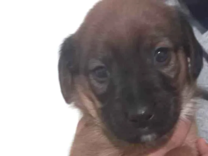 Cachorro ra a RND idade Abaixo de 2 meses nome Bili