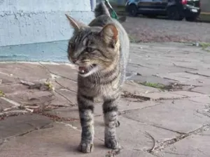 Gato raça SRD idade 2 anos nome Mari