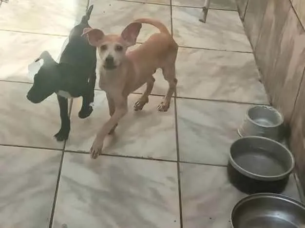 Cachorro ra a Vira lata idade 2 a 6 meses nome Bill e barao